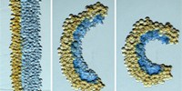 image: Printing 3-D Synthetic Tissues