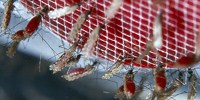 image: Image of the Day: Mosquito Meal