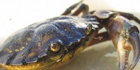image: Invasive Species Aids Salt Marshes