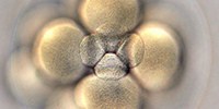 image: Image of the Day: Early Development