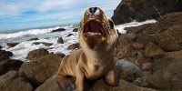 image: Mysterious Sea Lion Stranding Continues