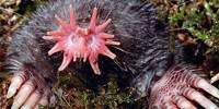 image: Image of the Day: Hypersensitive Touch