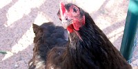 image: Chicken Virus Attacks Cancer Cells