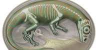 image: Dinosaur Embryo Graveyard