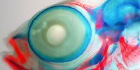 image: Image of the Day: Technicolor Stickleback