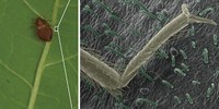 image: Bed Bug-Trapping Plants