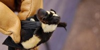 image: New Genus of Bat