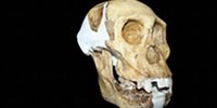 image: Human Ancestors?