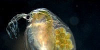 image: Image of the Day: See-Through Flea