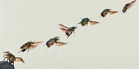 image: Image of the Day: Beetle Takes Flight