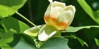 image: Plant DNA Largely Unchanged