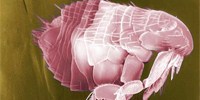 image: Nano-suit Protects Animals from Vacuum