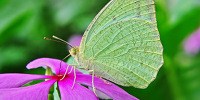 image: Image of the Day: Leaf or Butterfly?