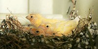 image: Popular Pesticides May Hurt Birds