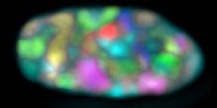 image: Image of the Day: Chromosome Map