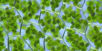 image: Image of the Day: Magnified Moss