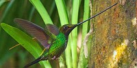 image: Image of the Day: Sword-Billed Hummingbird
