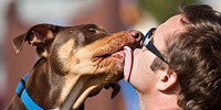 Families and Dogs Share Microbiota image: Families and Dogs Share Microbiota