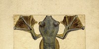 image: Flying Frog, 1855