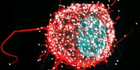 image: Image of the Day: Hijacked Immune Cell