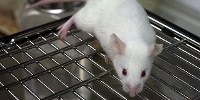 image: Italy Animal Lab Trashed