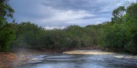 image: Can CO2 Help Grow Rainforests?