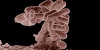 image: Bacteria Make Diesel Molecules