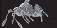 image: Image of the Day: Fairyfly