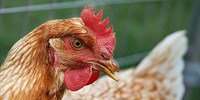 image: Characterizing H7N9