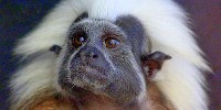 Harvard to Close Primate Center image: Harvard to Close Primate Center