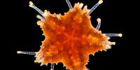image: Image of the Day: Juvenile Sea Star