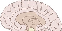 image: Building Complex Brains