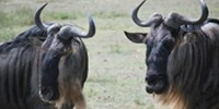 image: Virus Latency Causes Cattle Disease?