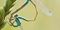 image: Image of the Day: Acrobatic Damselflies