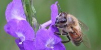 image: Europe to Ban Neonicotinoids