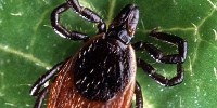 image: Autism-Lyme Correlation Debunked