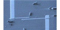 image: Electric Microbe Hairs