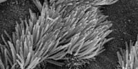 image: Image of the Day: Self-Cleaning Trachea