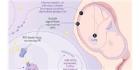 image: Molecular Models of Birth