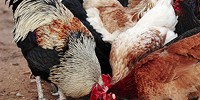 image: H7N9’s Lineage