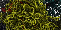 image: Image of the Day: Tangled Genes