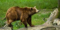image: Birdwatcher Fights Off Bear