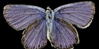 image: Image of the Day: Endangered Butterfly