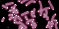 image: Telomeres Affect Gene Expression