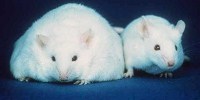 image: Fat Hormone Controls Diabetes