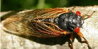 image: The Cicadas Are Coming