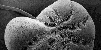 image: Ocean Floor Holds Ancient DNA