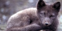 image: Arctic Foxes Suffer from Seafood Diet