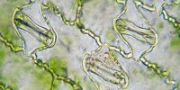 image: Image of the Day: Corn Stomates
