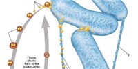 image: Electron Shuffle